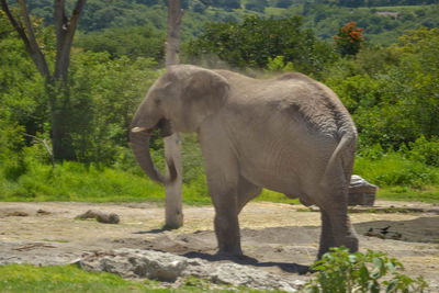 Side view of elephant standing on field in forest