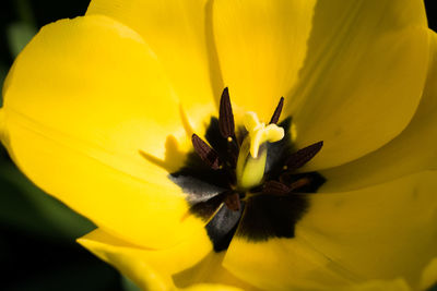 Close-up of yellow flower blooming outdoors