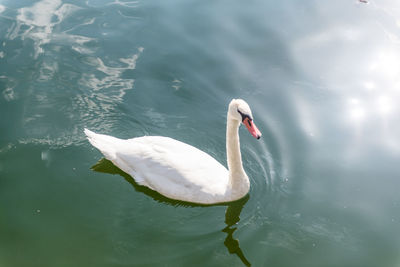 Close-up of swan swimming in lake