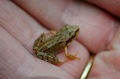 Cropped hand holding frog