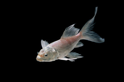Close-up of fish underwater