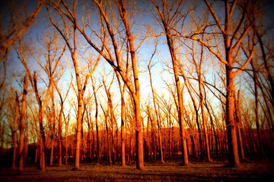 Bare trees in forest