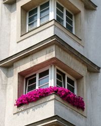 Low angle view of pink flowering plant on window of building