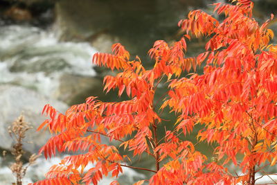 Close-up of red maple leaves