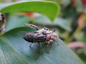 Close-up of insect on leaf