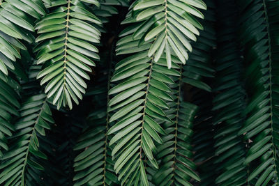 Close-up of palm tree