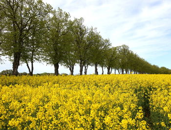 Scenic view of oilseed rape field against sky