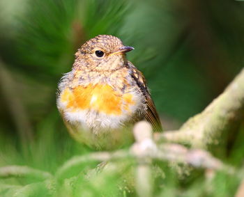 Close-up of robin perching on tree