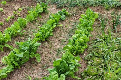 High angle view of vegetables on field