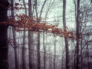 Bare trees against sky