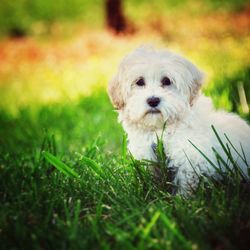 Portrait of dog on grassy field