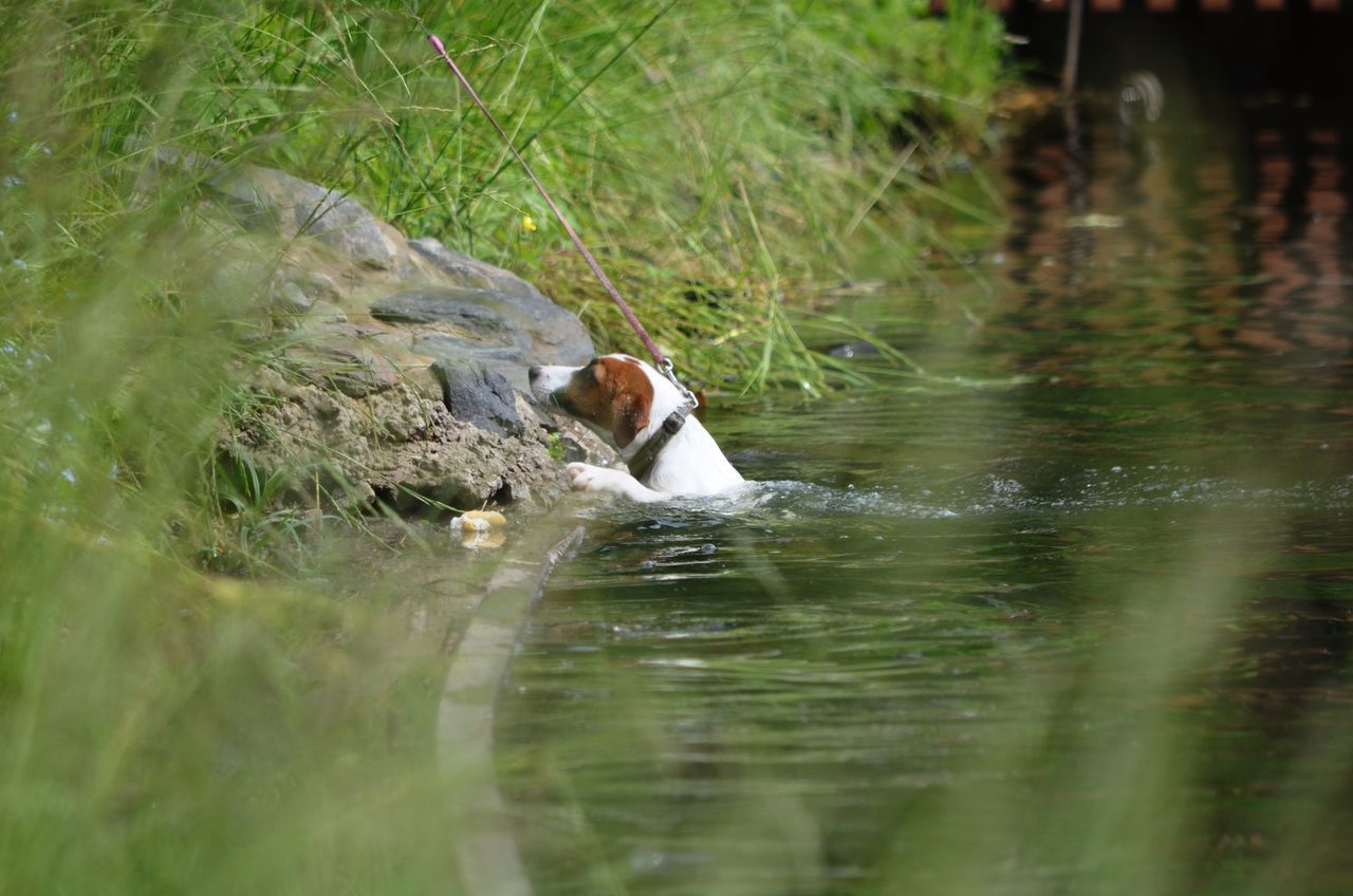 animal themes, water, one animal, waterfront, animals in the wild, mammal, reflection, lake, wildlife, swimming, domestic animals, nature, pets, rippled, dog, day, pond, grass, outdoors, two animals