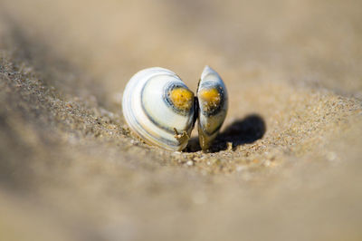 Close-up of snail on sand