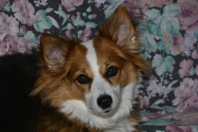 Close-up portrait of dog at home