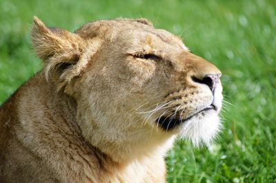 Close-up of lion