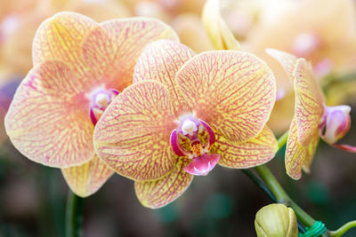 Close-up of orchids on plant