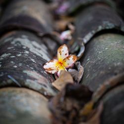 Close-up of flower growing on tree trunk