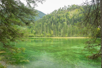 Scenic view of lake in forest