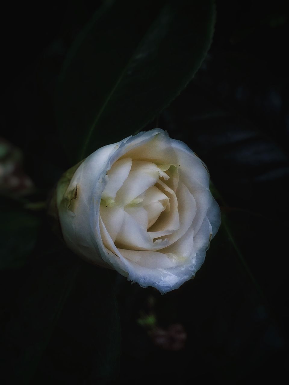 white color, close-up, flower, focus on foreground, fragility, petal, flower head, freshness, single flower, white, nature, beauty in nature, black background, holding, rose - flower, selective focus, person, high angle view, growth, day