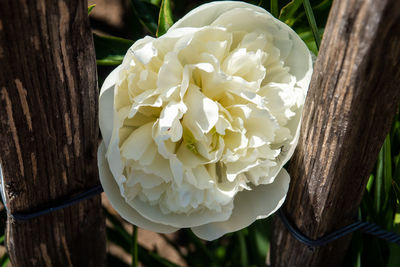 Close-up of white flowering plant by tree trunk