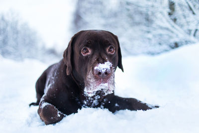 Portrait of dog sitting on snow