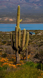 Cactus in field against sky