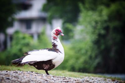 Close-up of muscovy duck on field