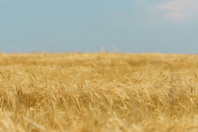 Close-up of wheat field against clear sky