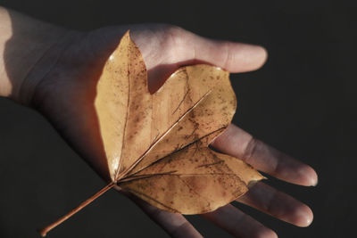 Close-up of hand holding maple leaves during autumn