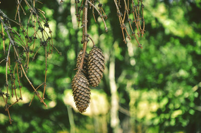 Close-up of fir cones hanging on tree