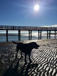 Dog standing in water against sky on sunny day