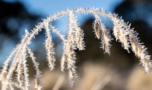 Close-up of frozen plants during winter
