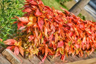 Close-up of dry maple leaves