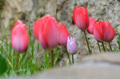 Close-up of red tulips