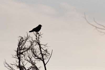 Low angle view of bird perching on branch against sky