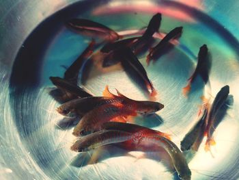 High angle view of fish in water