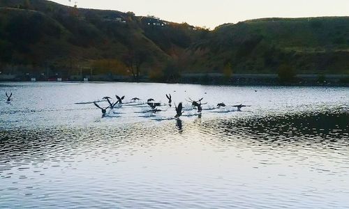 Silhouette birds in lake against sky