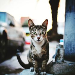 Portrait of cat sitting outdoors