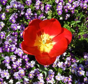 Close-up of flowers blooming outdoors