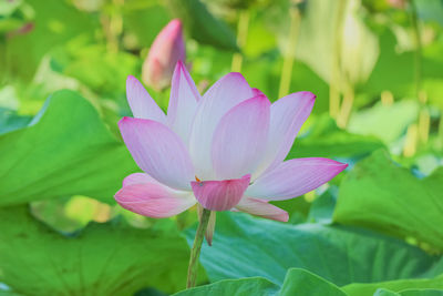 Close-up of pink water lily in pond