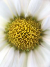 Close-up of fresh sunflower