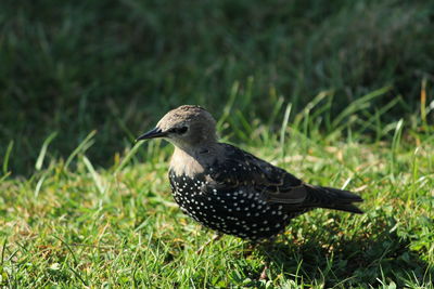 Close-up of bird perching on grass