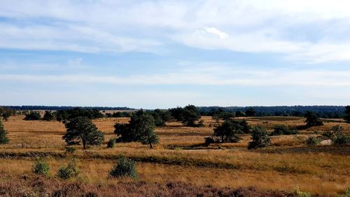 Trees on field against sky