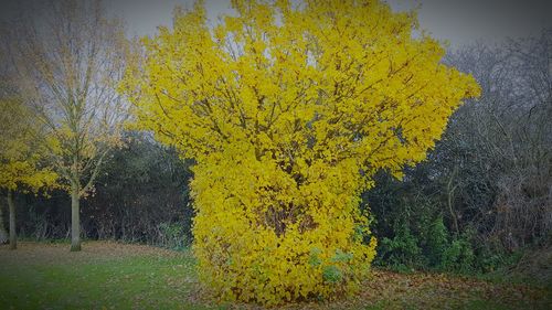 Close-up of yellow tree