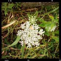 Close-up of white flowers blooming outdoors