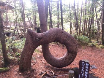 View of tree trunk in forest