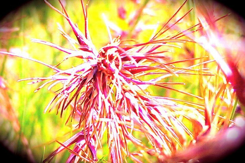 flower, close-up, freshness, person, part of, focus on foreground, cropped, growth, fragility, pink color, selective focus, petal, one person, plant, flower head, nature, beauty in nature, holding, outdoors