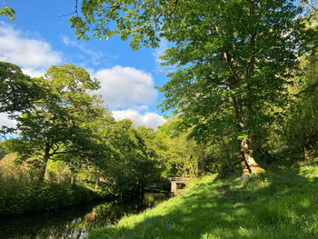 Trees and plants on land against sky