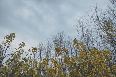 Low angle view of trees against sky