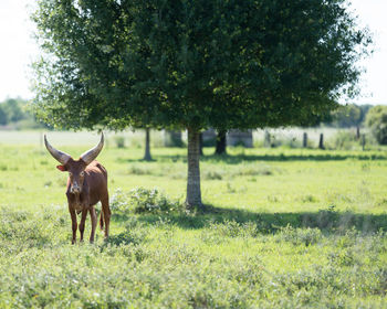 Bull in a field